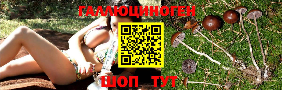 Псилоцибиновые грибы Cubensis Калуга